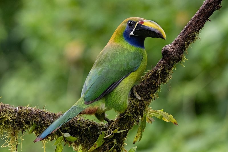 Costa Rica Rainforest
